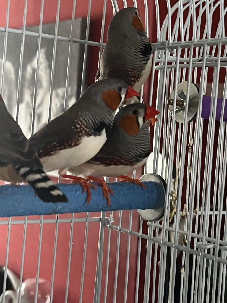 4 male zebra finches 