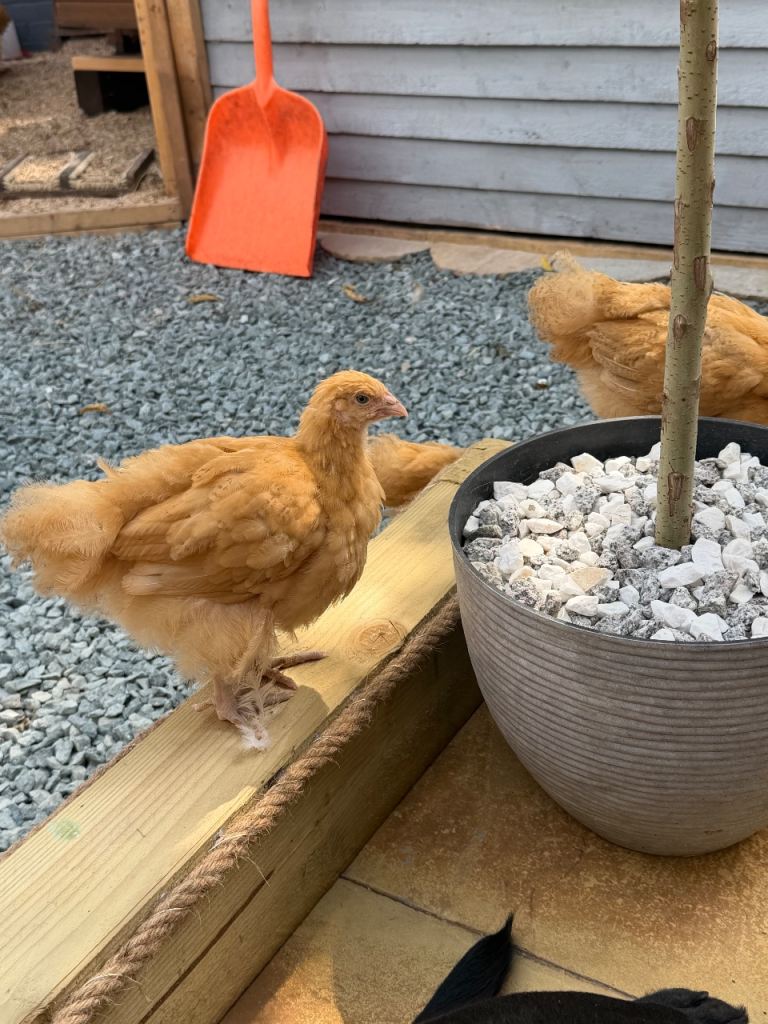 Buff orpington chicks/hens