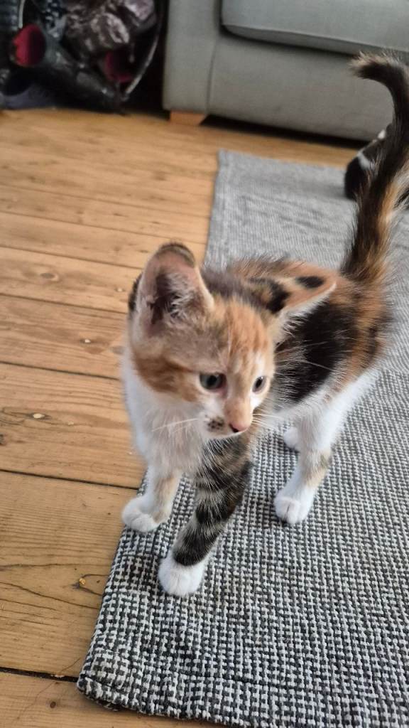 Female kitten 