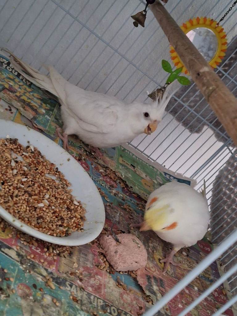 Lovely cocktail babys