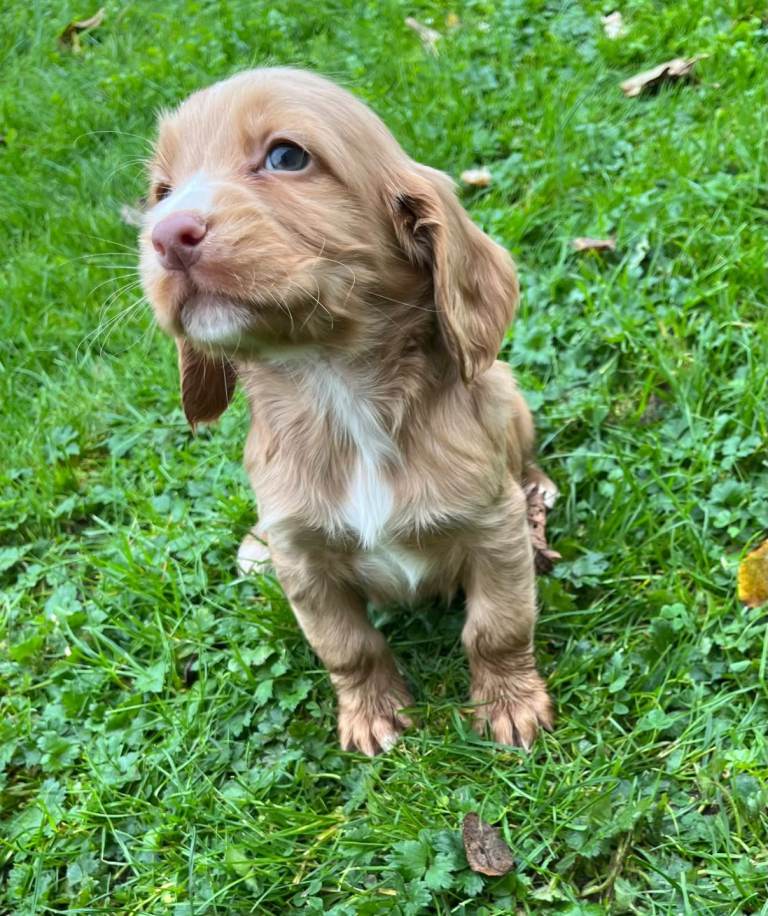 Cocker spaniel pups kc registered | in Dungannon, County Tyrone | Gumtree