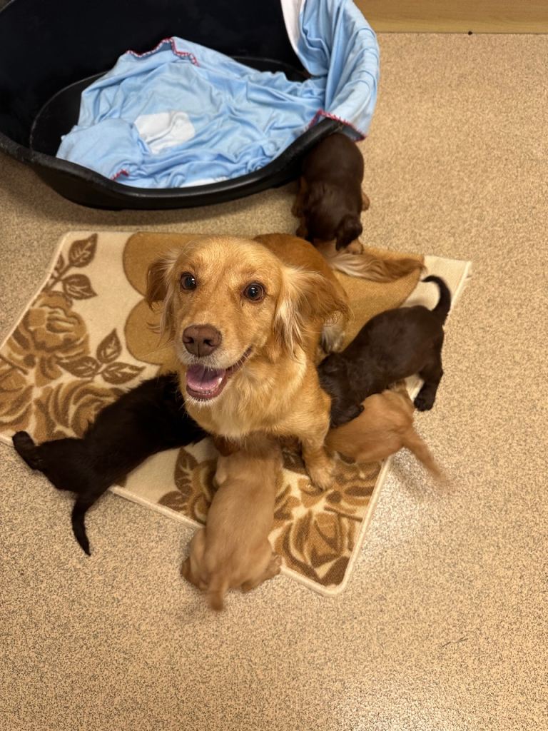 Kc registered cocker spaniel puppies 