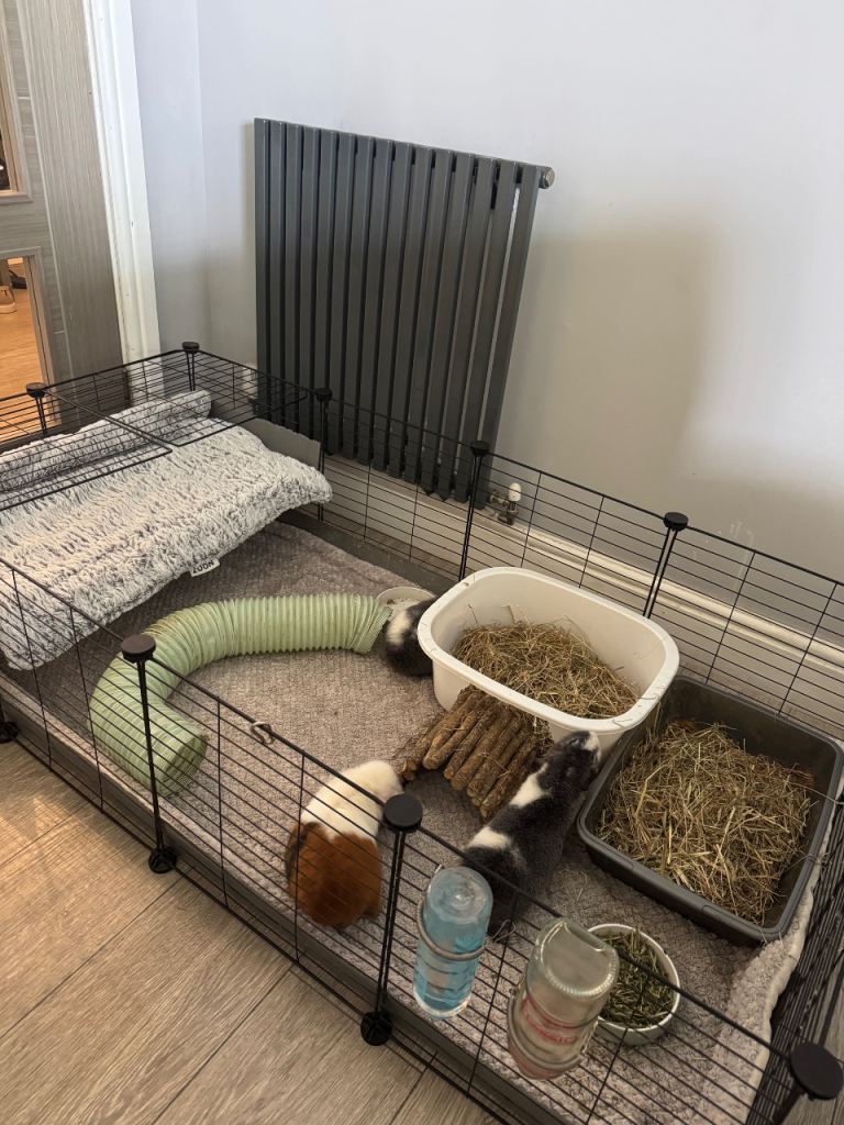 X3 Female Swiss Guinea Pigs + Full indoor setup