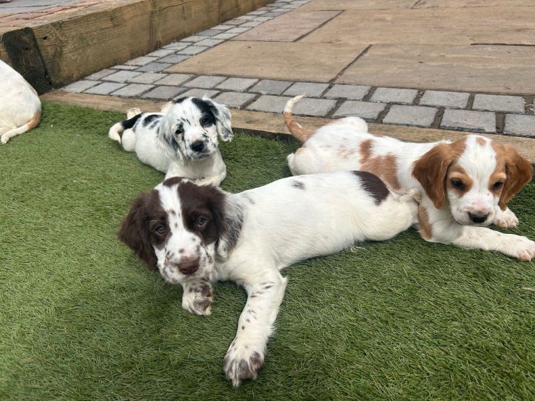 Ready to leave - cocker spaniels 