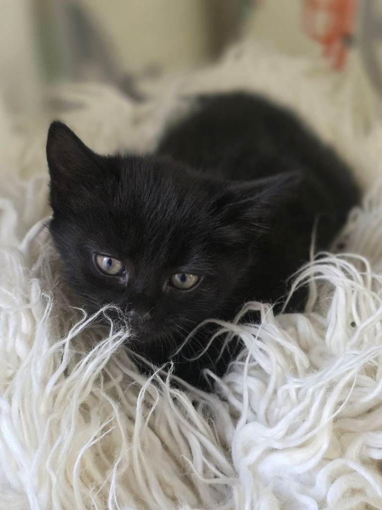 3 female kittens for sale