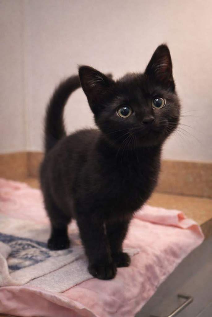 British shorthair kittens 