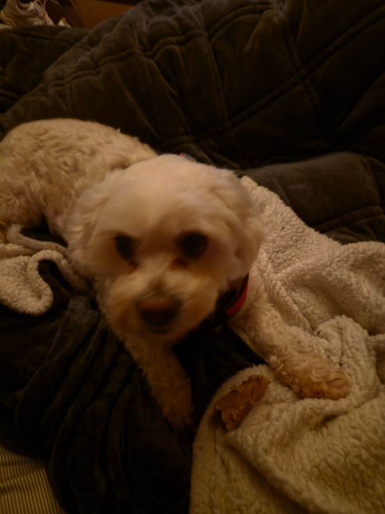 Wee Tilly