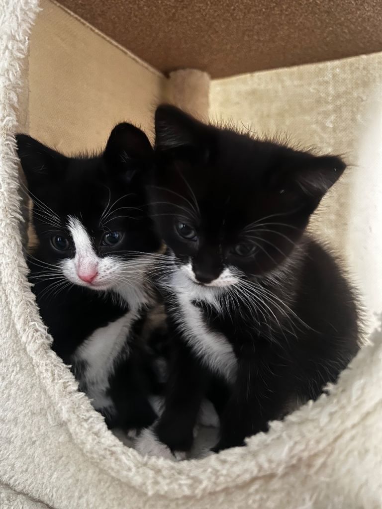 Kittens 