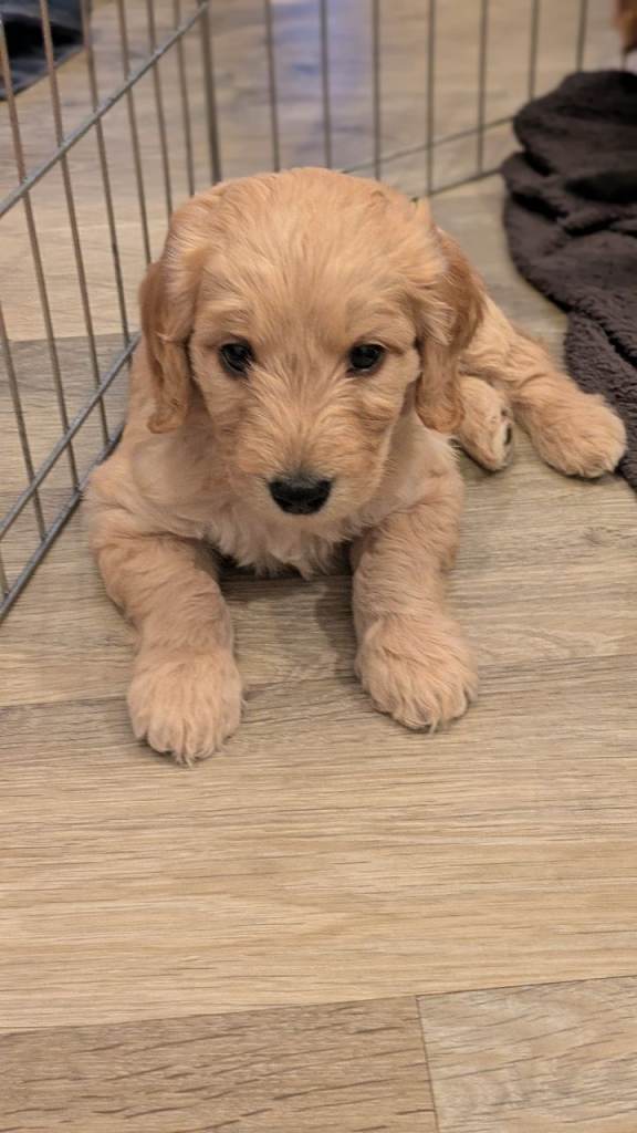 F1b labradoodles puppies for sale 