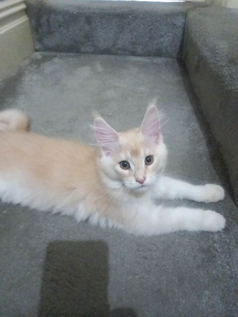 Stunning Maine Coon Kittens (4 Girls, 2 Boys) – Vet Checked & Ready Now