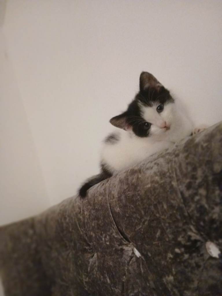 Gorgeous kittens available 