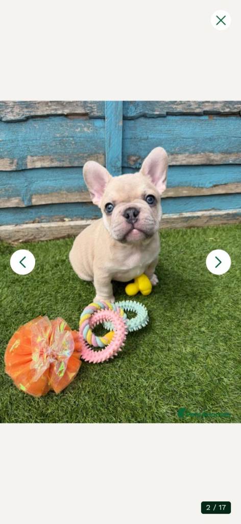 Full pedigree french bulldog puppies.