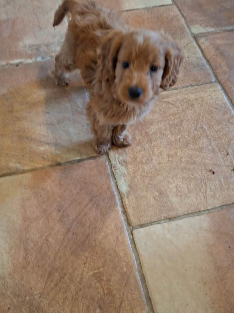 Gorgeous F1 Toy Cockapoo puppies 