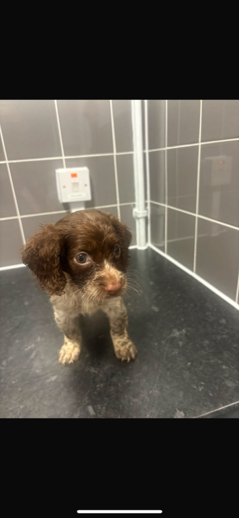 Cocka Poo Puppies For Sale