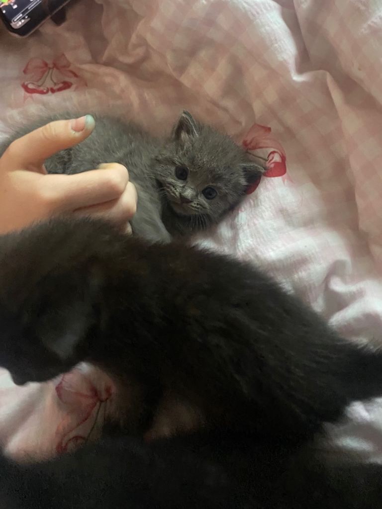 4 female kittens for sale £250 each