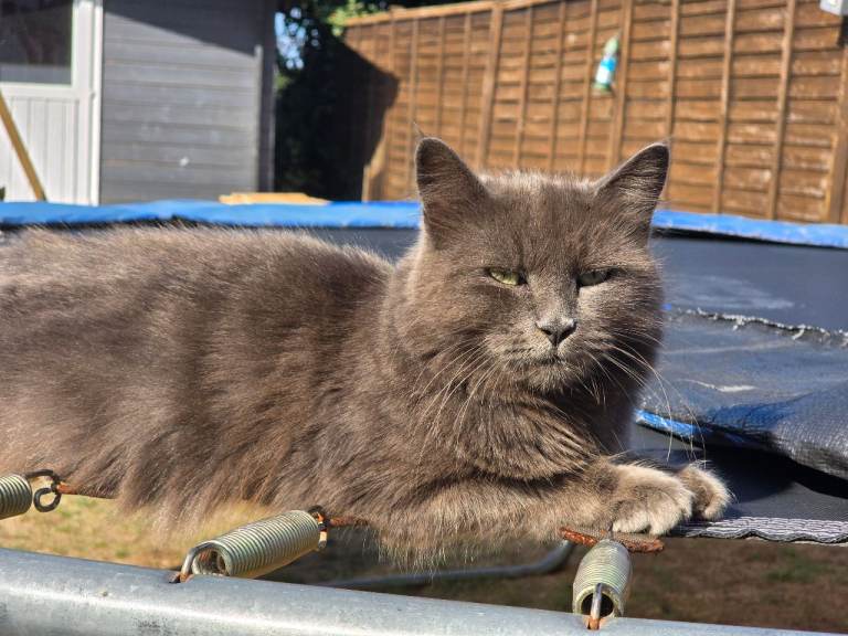 Beautiful Russian Blue Longhaired female