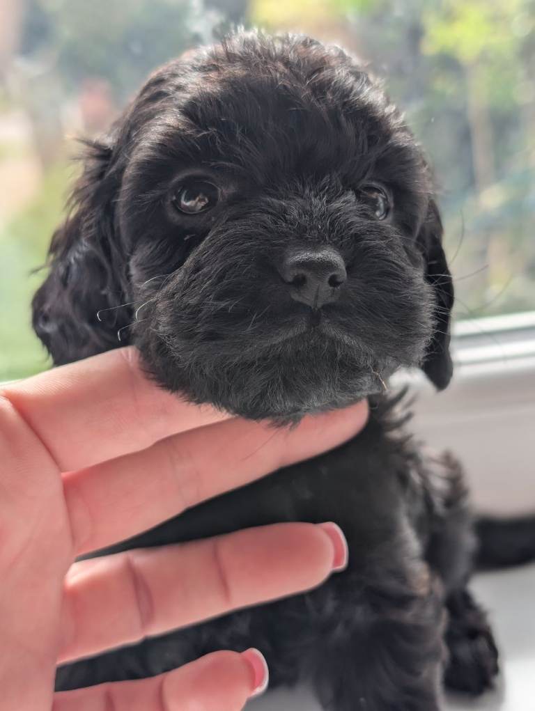 Beautiful Cockapoo and Cavapoo cross puppies in Gerrards Cross