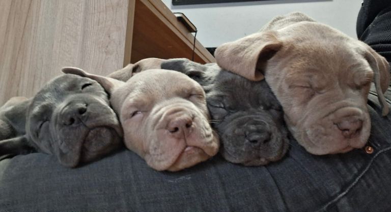 Cane Corso/Neapolitan Bull Mastiff x Cane Corso/American Bulldog Puppies