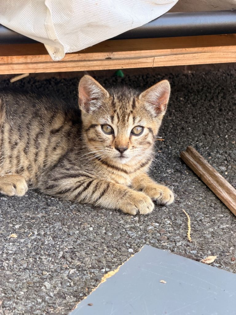 Kittens looking for forever homes 