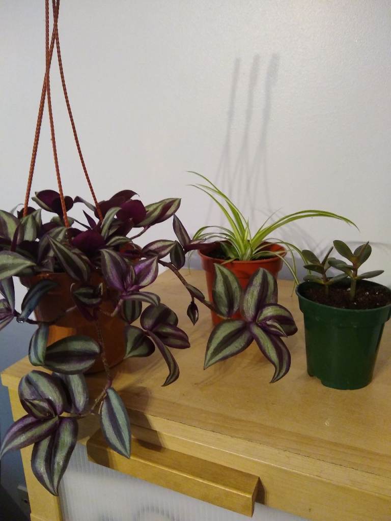 Selection of Healthy Houseplants – Spider Plant, money plant & Tradescantia zebrina plant.