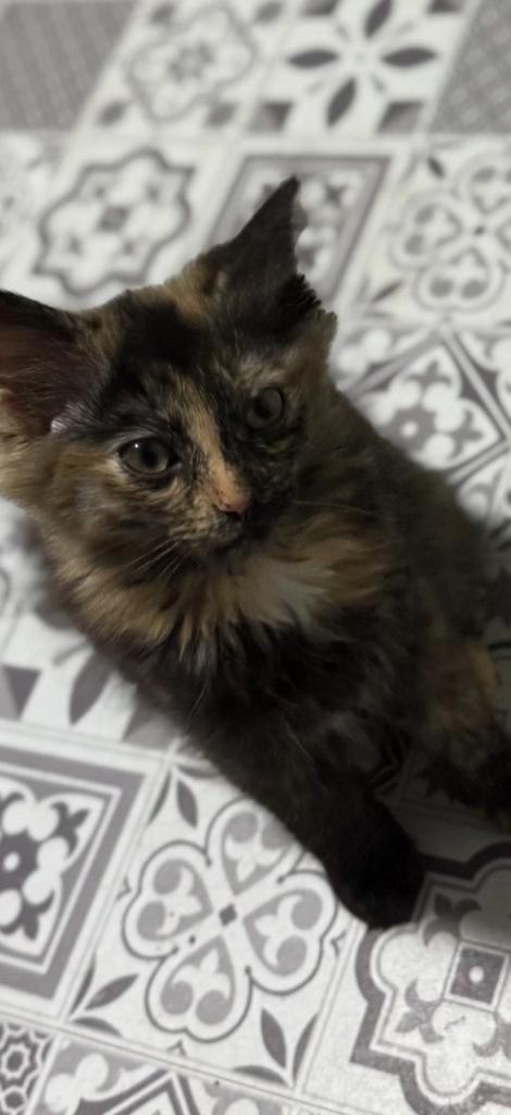 Beautiful rag doll cross kittens