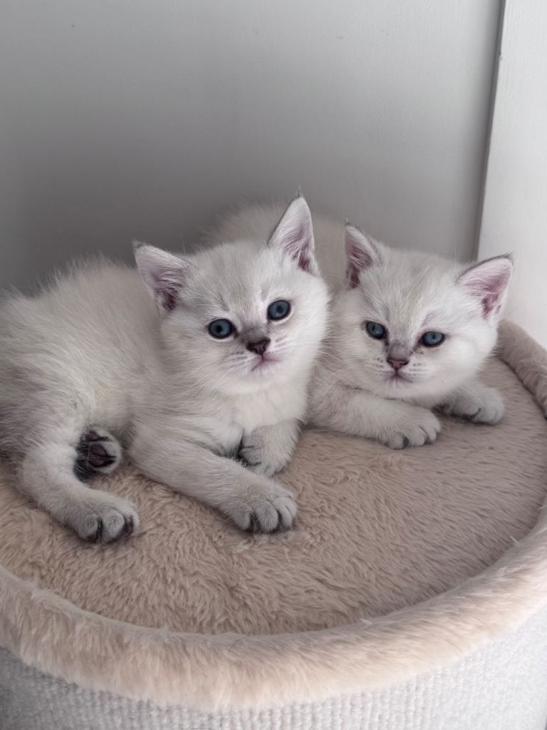 British Shorthair Kittens That Will Melt Your Heart ❤️ 🫠