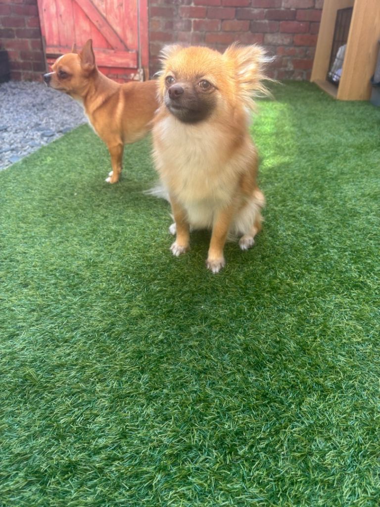 Rehome chihuahua / pomchi 