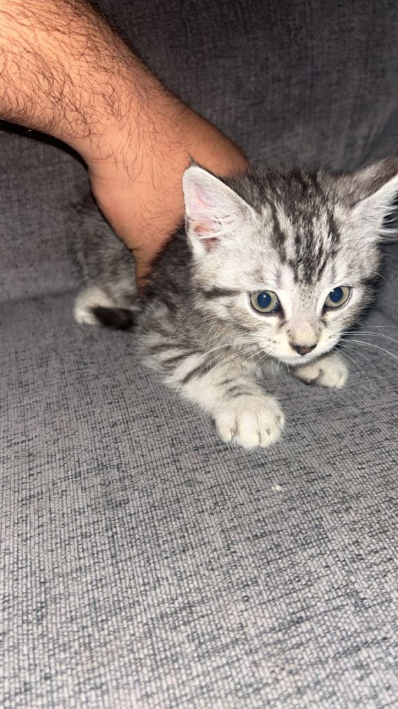 Beauty blue eye kitten 9 weeks old 