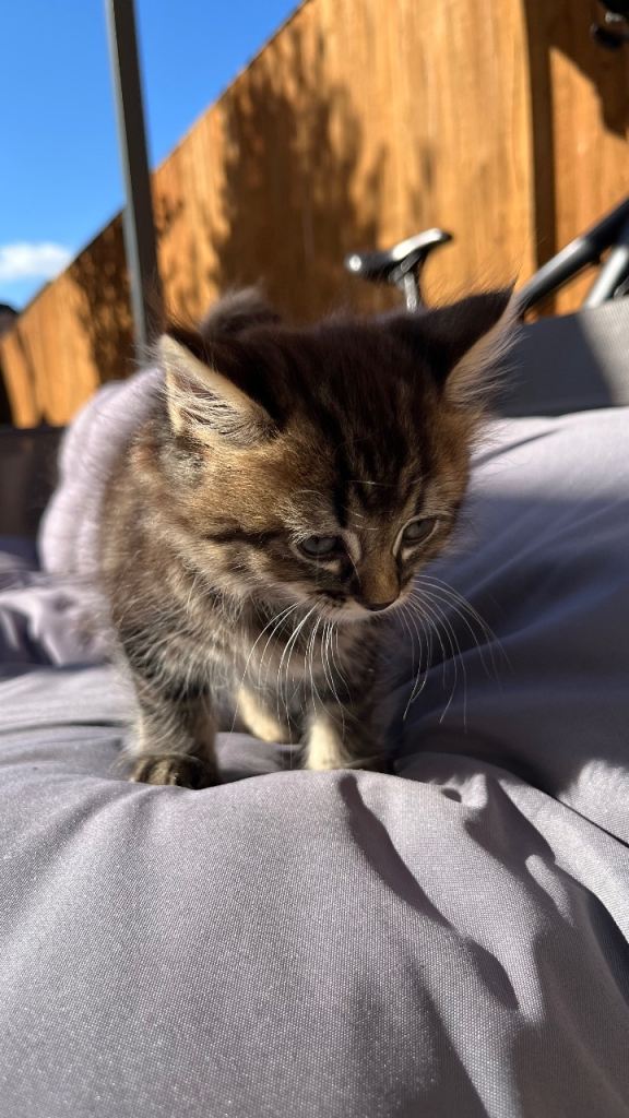 3 Fluffy kittens - vet checked - had first treatment - comes with goody bag