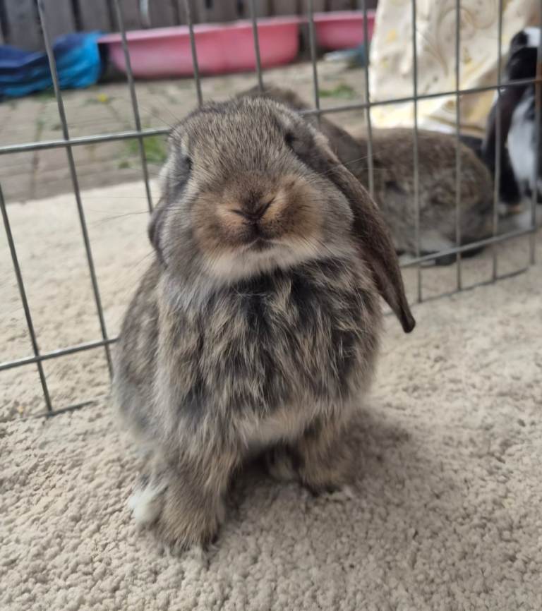  Beautiful show quality french lop kits