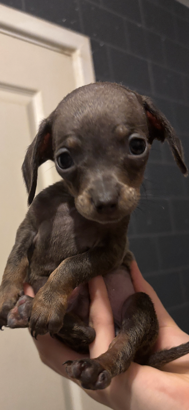 Dachshund puppy for sale   READY TO LEAVE 