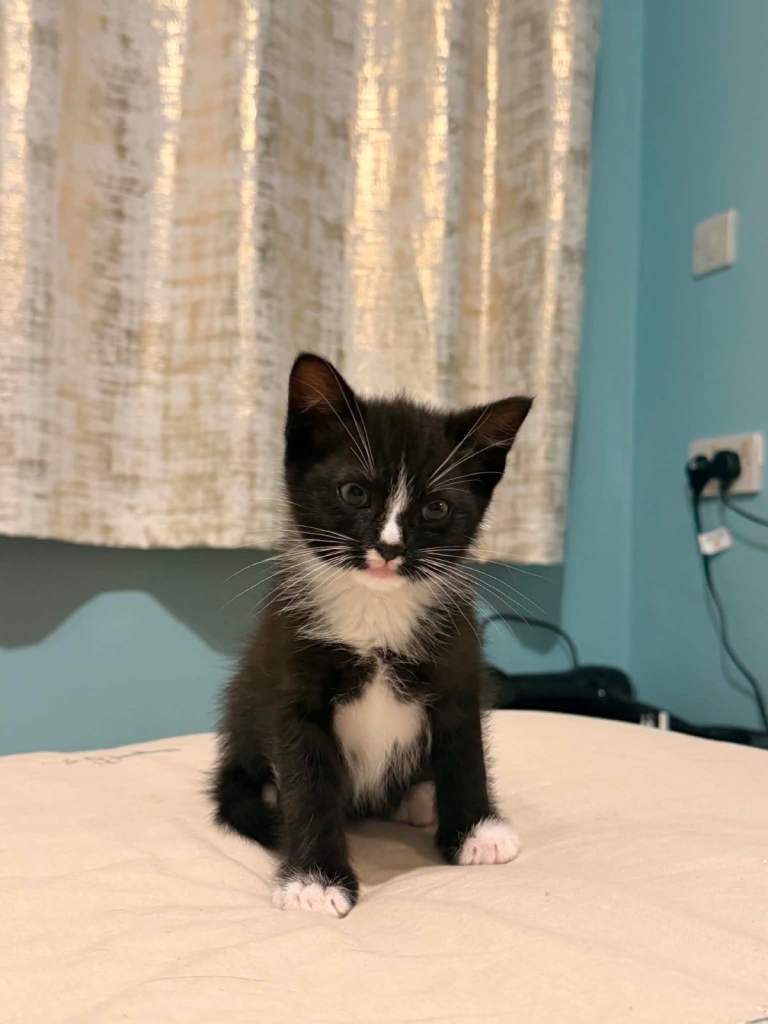 Kitten
