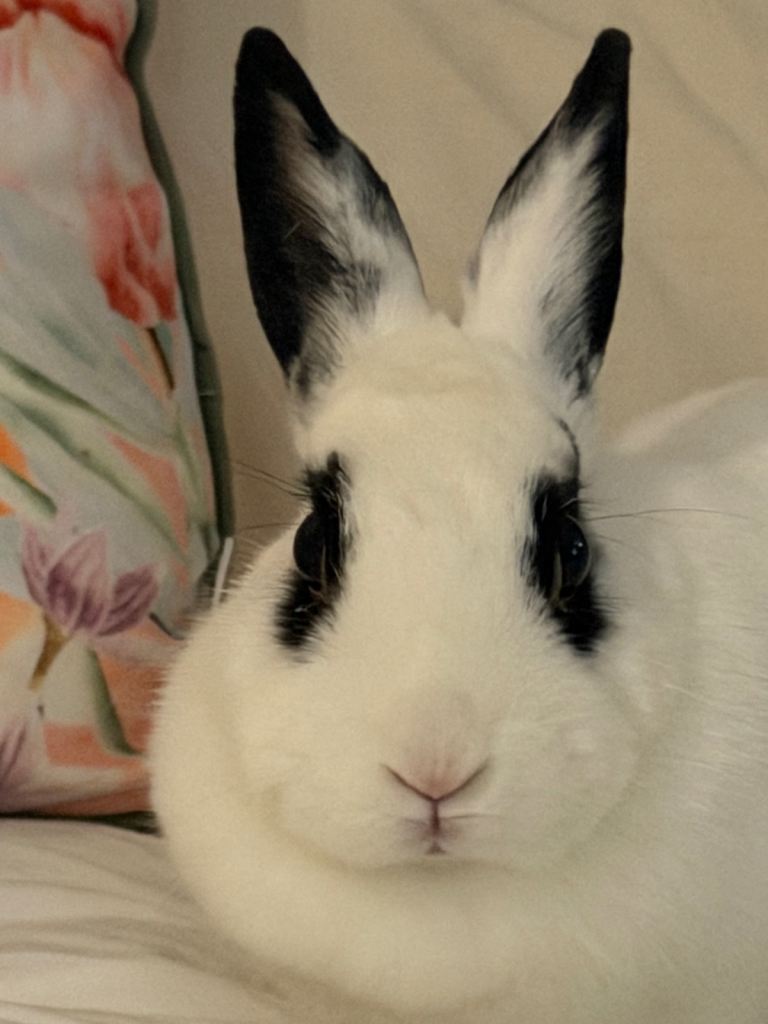 Rehome rabbit 