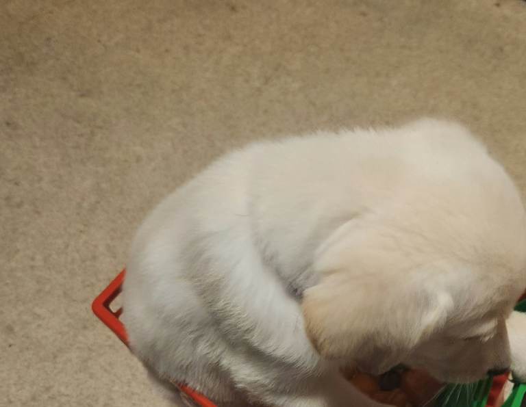 White shepardor Puppy 