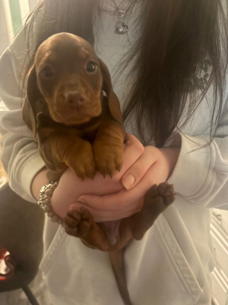 Dachshund pups