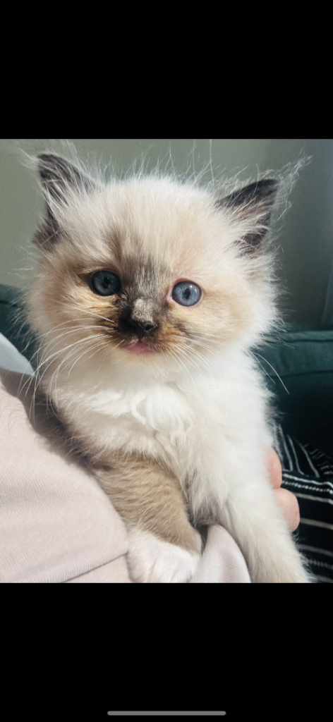 Pure breed Ragdoll kitten 