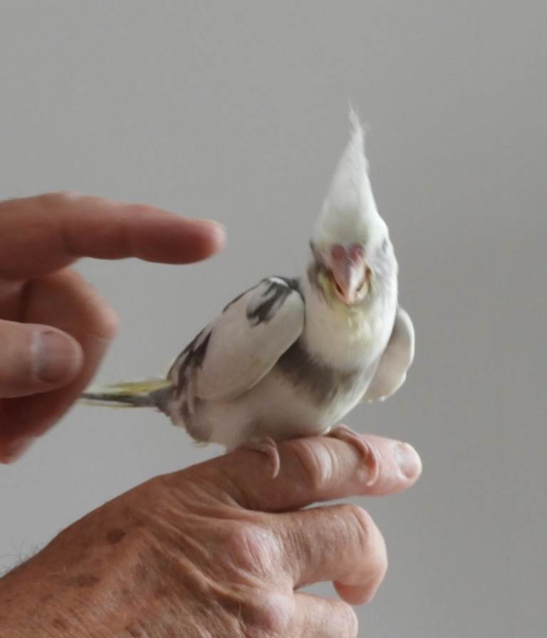 Hand Reared  Cockatiels