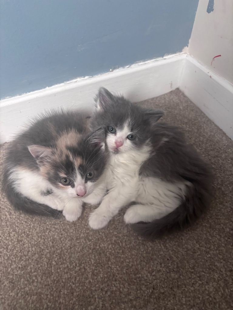 ✨ Adorable Diluted Calico Kittens – £350 Each ✨