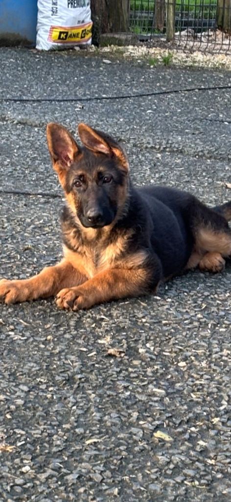 German Shepherd Pup and Adult female German Shepherd for Sale