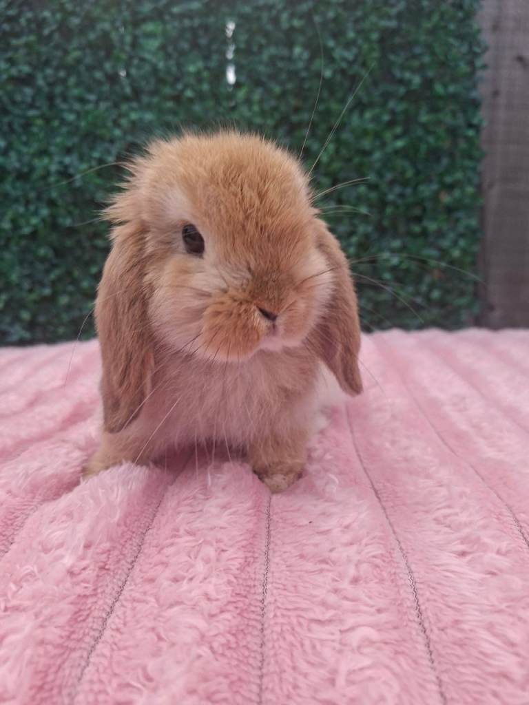 Mini Lop Babies Ready 22nd Aug