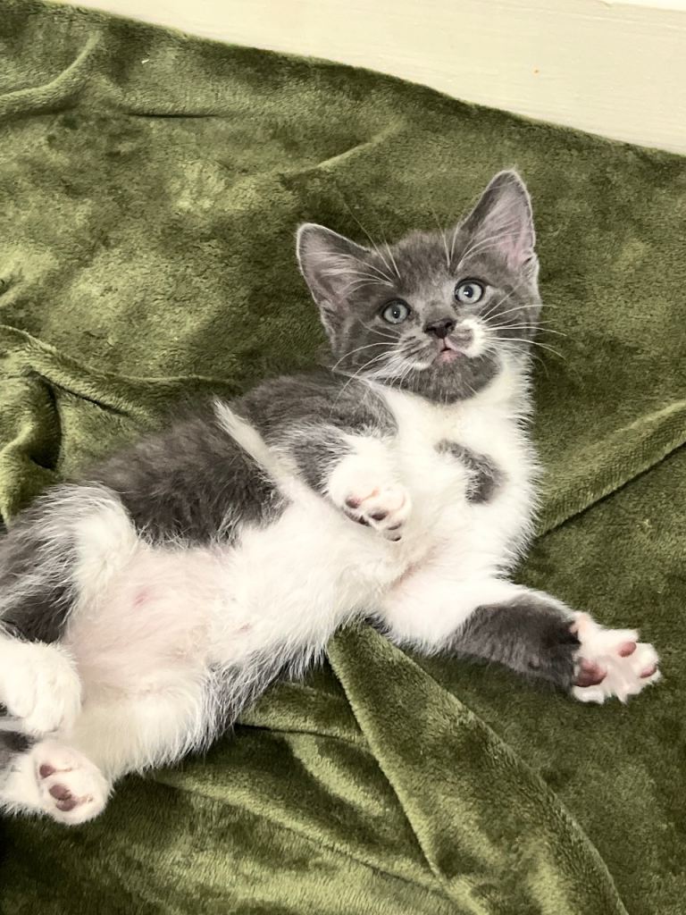 Kitens for sale ! 