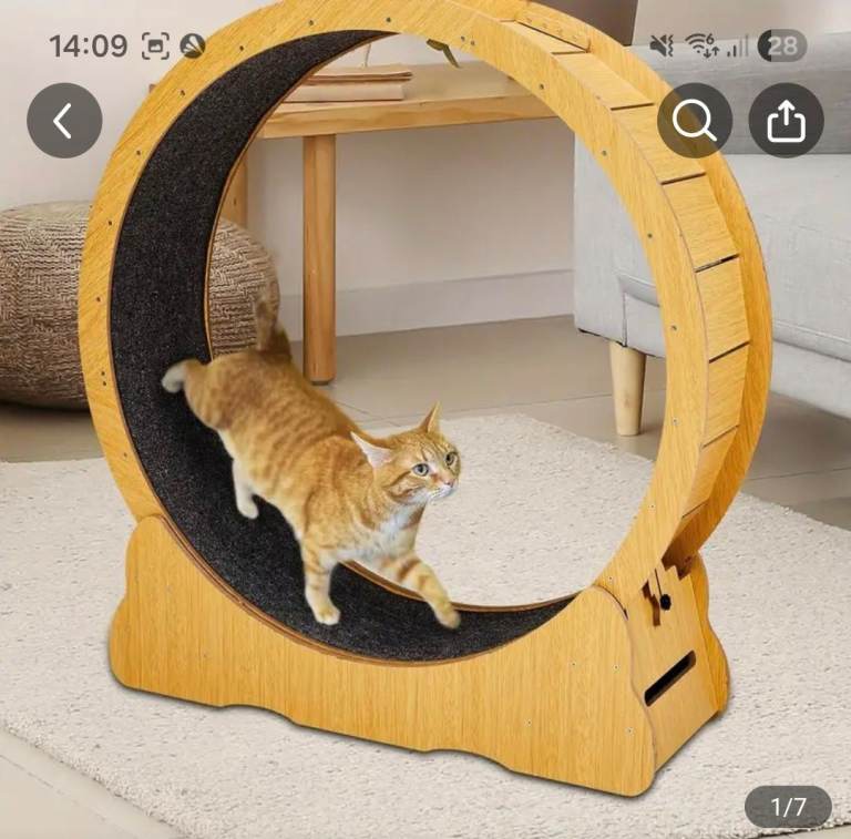 Wooden cat wheel for sale