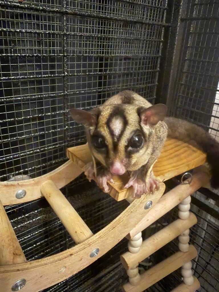Pair of male sugar gliders 