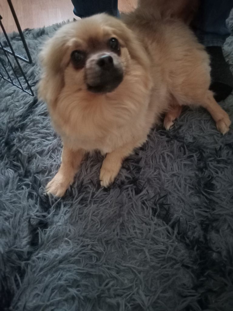 Pom