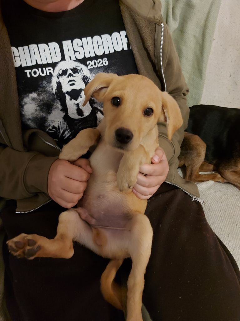 10 week old male lab puppy