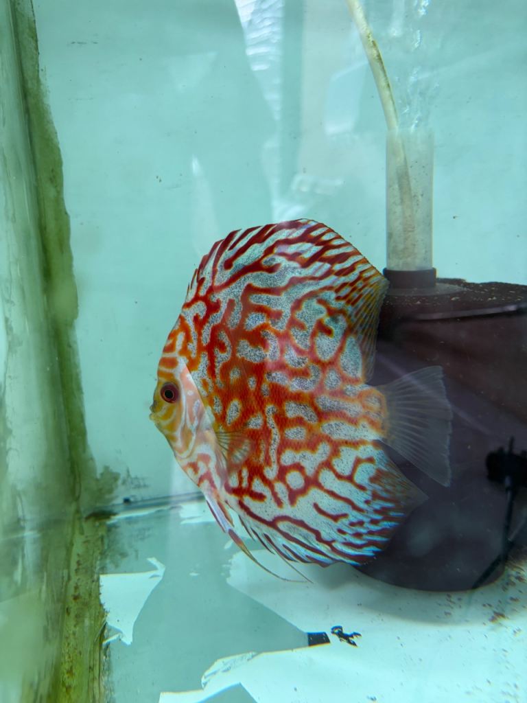 3x 6 inch discus for sale