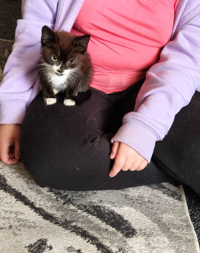 10 week old kittens 