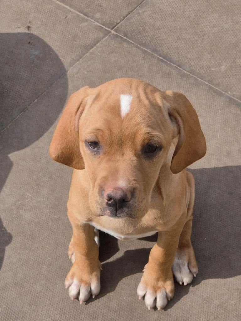 Portuguese pointer dog puppy for sale