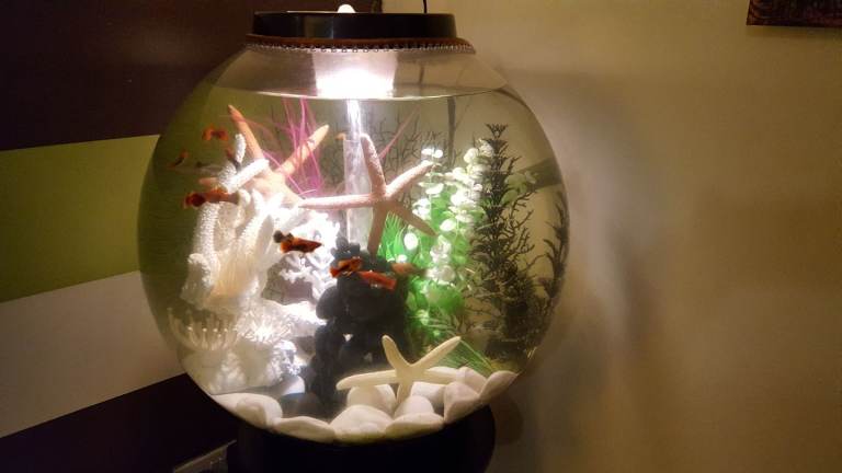 Biorb fishtank