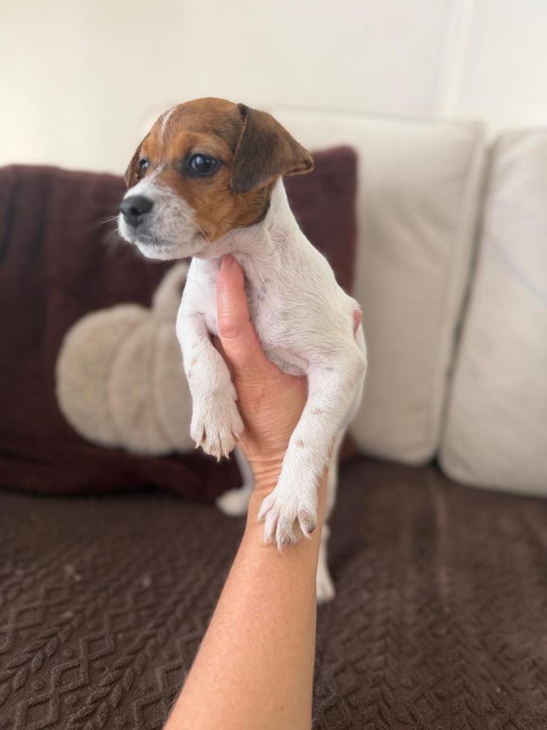 ⭐️Reduced⭐️Jack Russell puppies 